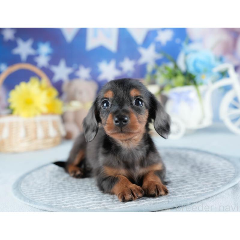 販売中の茨城県のミニチュアダックスフンド(ロングヘアード)-437362の7枚目