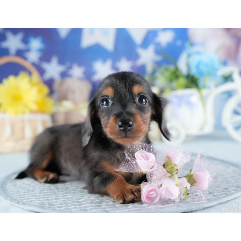 販売中の茨城県のミニチュアダックスフンド(ロングヘアード)-437362の6枚目