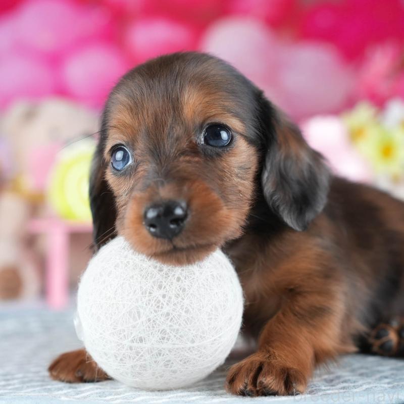 販売中の茨城県のミニチュアダックスフンド(ロングヘアード)-437361の1枚目