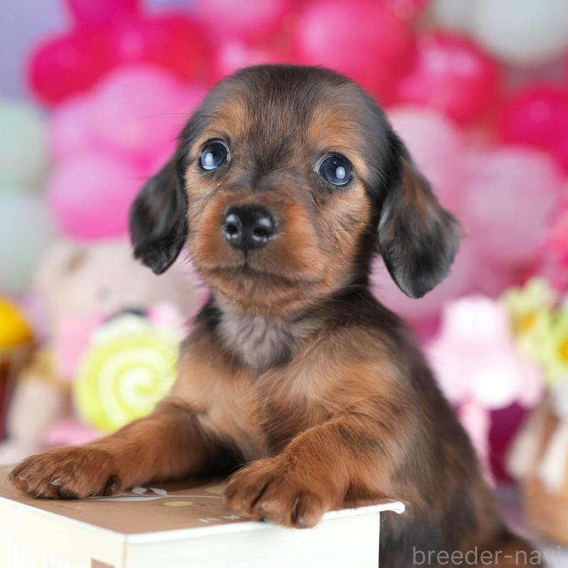 販売中の茨城県のミニチュアダックスフンド(ロングヘアード)-437361の11枚目