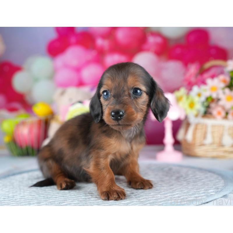 販売中の茨城県のミニチュアダックスフンド(ロングヘアード)-437361の9枚目