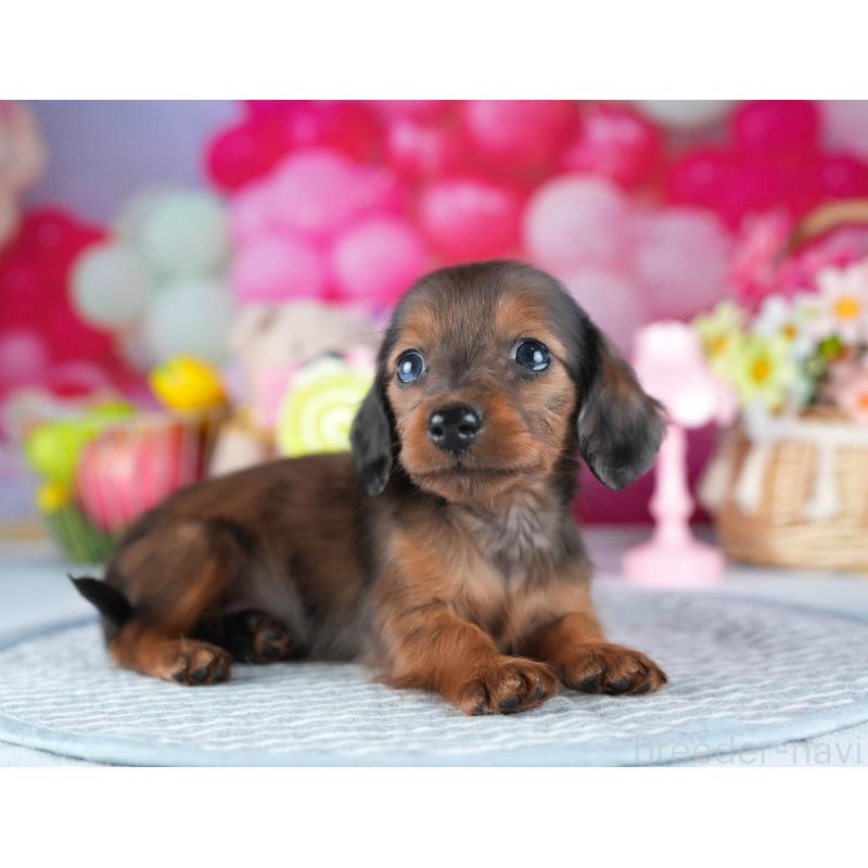 販売中の茨城県のミニチュアダックスフンド(ロングヘアード)-437361の8枚目