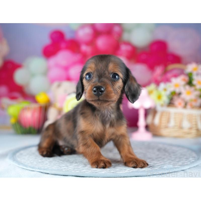 販売中の茨城県のミニチュアダックスフンド(ロングヘアード)-437361の7枚目