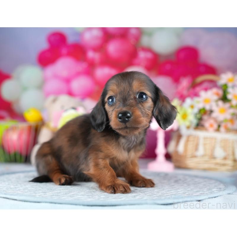 販売中の茨城県のミニチュアダックスフンド(ロングヘアード)-437361の6枚目