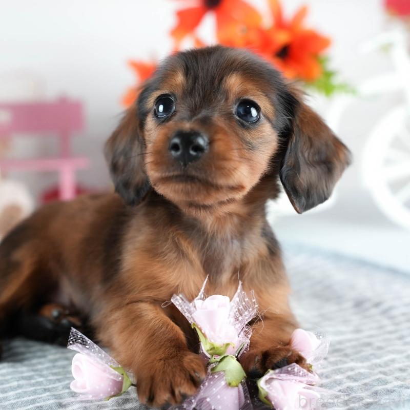 販売中の茨城県のミニチュアダックスフンド(ロングヘアード)-437359