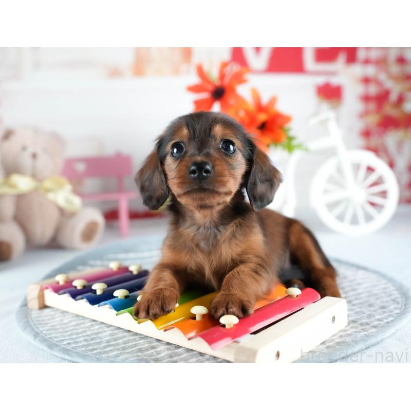 販売中の茨城県のミニチュアダックスフンド(ロングヘアード)-437359の10枚目