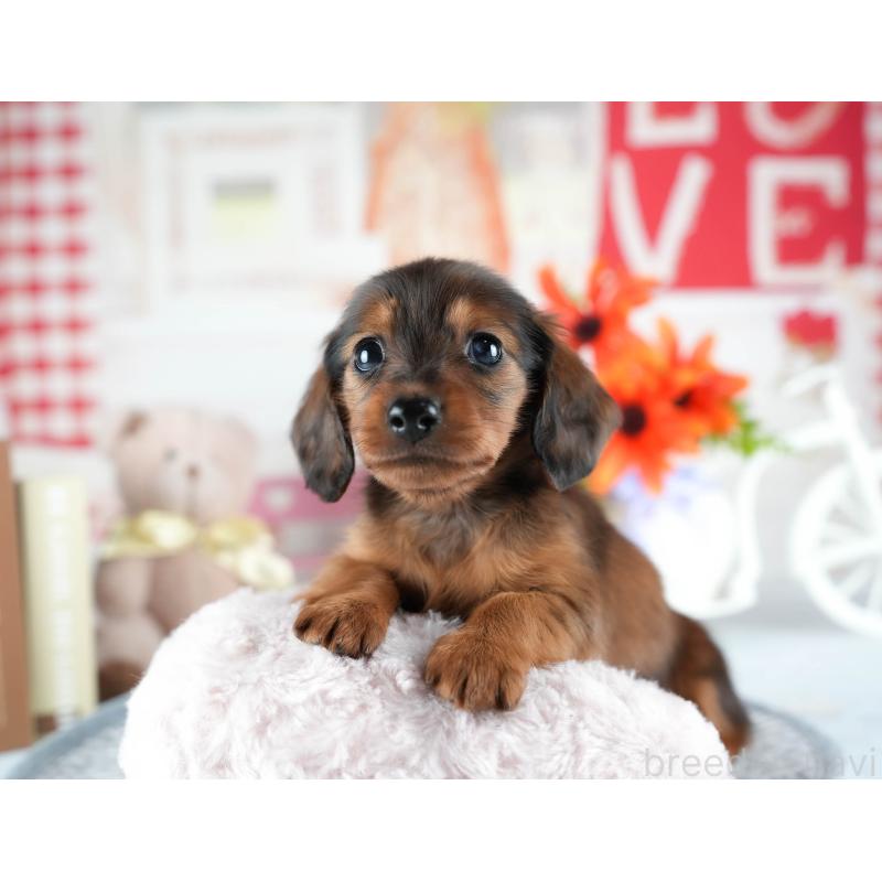 販売中の茨城県のミニチュアダックスフンド(ロングヘアード)-437359の9枚目