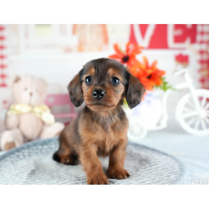 販売中の茨城県のミニチュアダックスフンド(ロングヘアード)-437359の8枚目