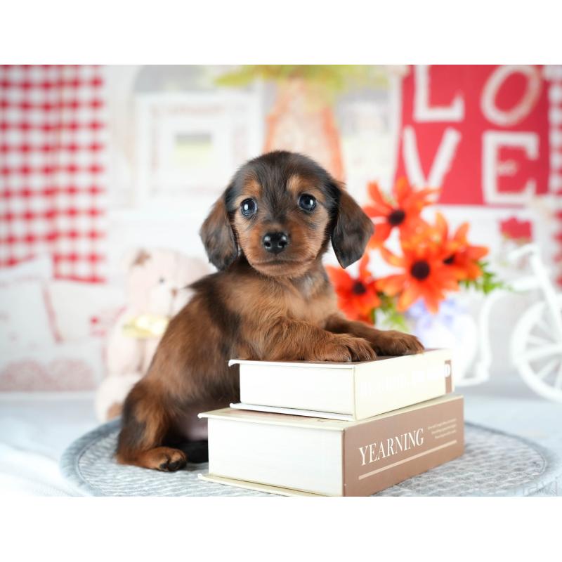 販売中の茨城県のミニチュアダックスフンド(ロングヘアード)-437359の7枚目