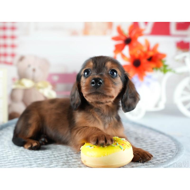 販売中の茨城県のミニチュアダックスフンド(ロングヘアード)-437359の6枚目