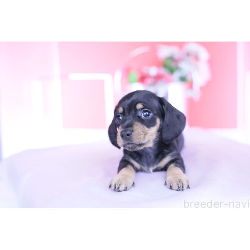 販売中の愛知県のカニンヘンダックスフンド(スムースヘアード)-437318の11枚目