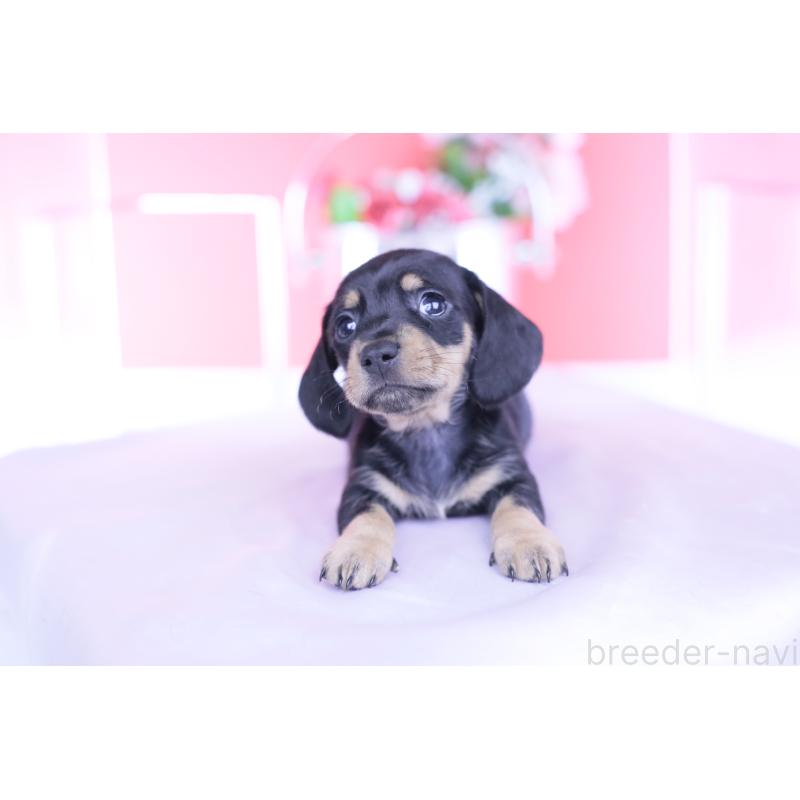 販売中の愛知県のカニンヘンダックスフンド(スムースヘアード)-437318の10枚目