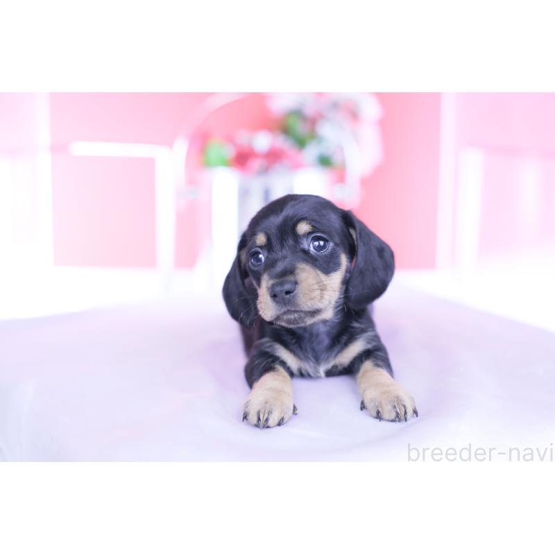 販売中の愛知県のカニンヘンダックスフンド(スムースヘアード)-437318の9枚目