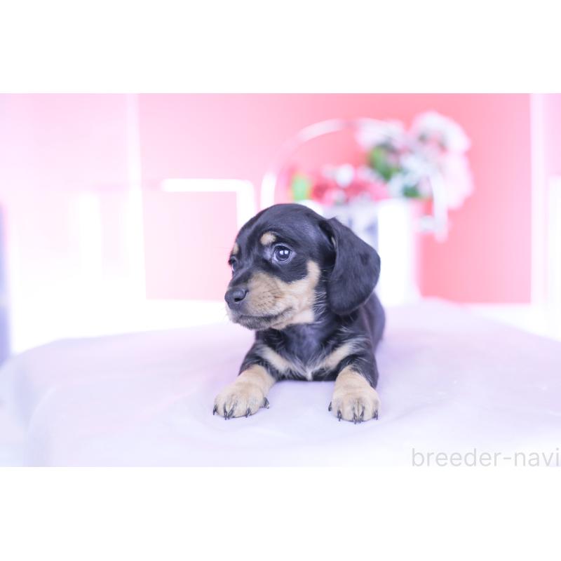 販売中の愛知県のカニンヘンダックスフンド(スムースヘアード)-437318の8枚目