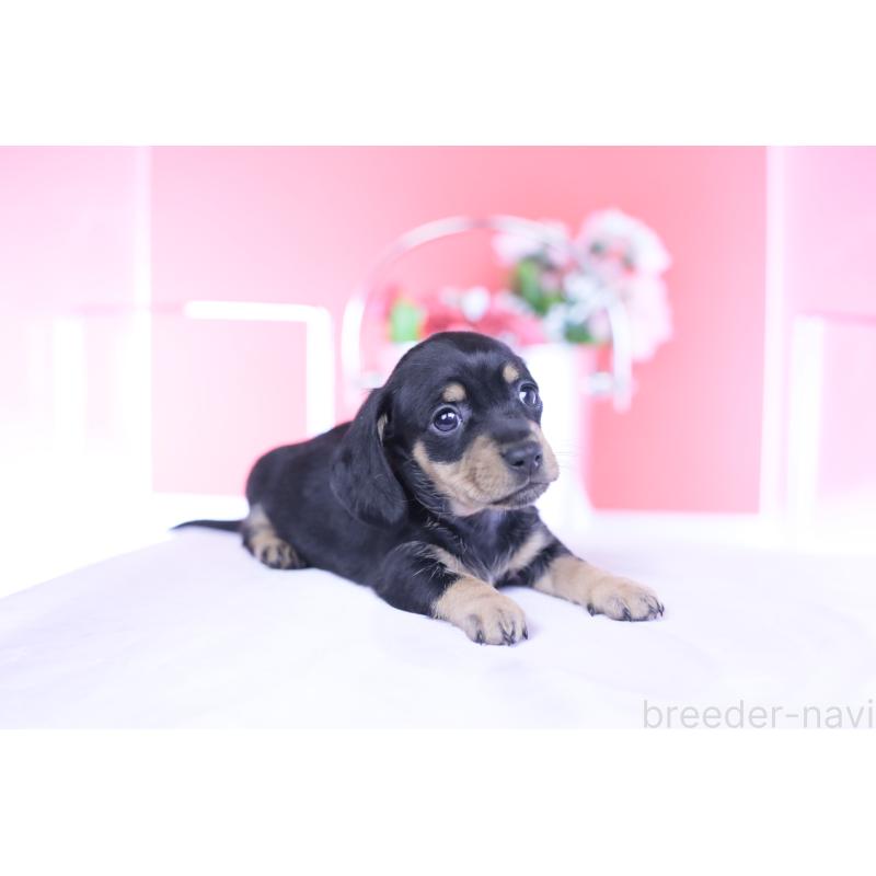 販売中の愛知県のカニンヘンダックスフンド(スムースヘアード)-437318の6枚目