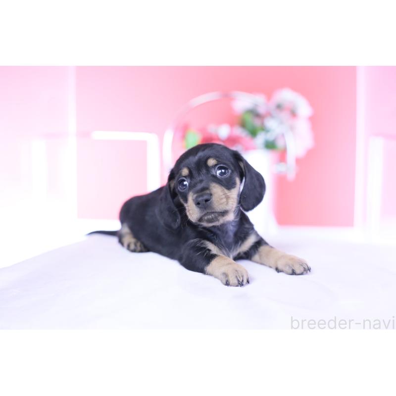 販売中の愛知県のカニンヘンダックスフンド(スムースヘアード)-437318の5枚目