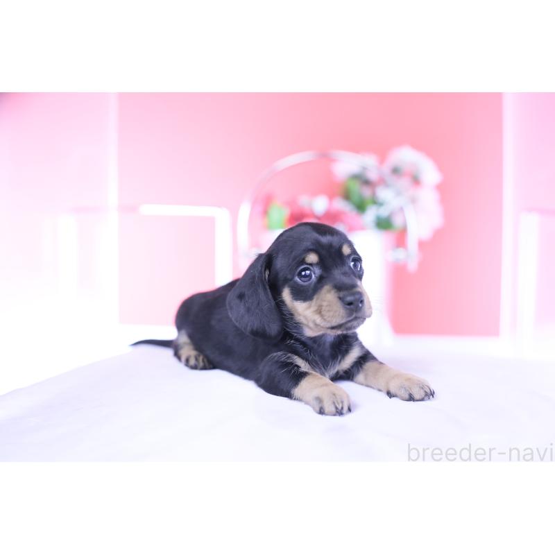 販売中の愛知県のカニンヘンダックスフンド(スムースヘアード)-437318の4枚目