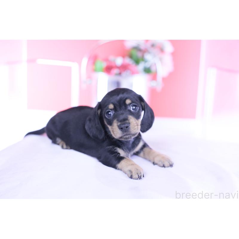 販売中の愛知県のカニンヘンダックスフンド(スムースヘアード)-437318の3枚目