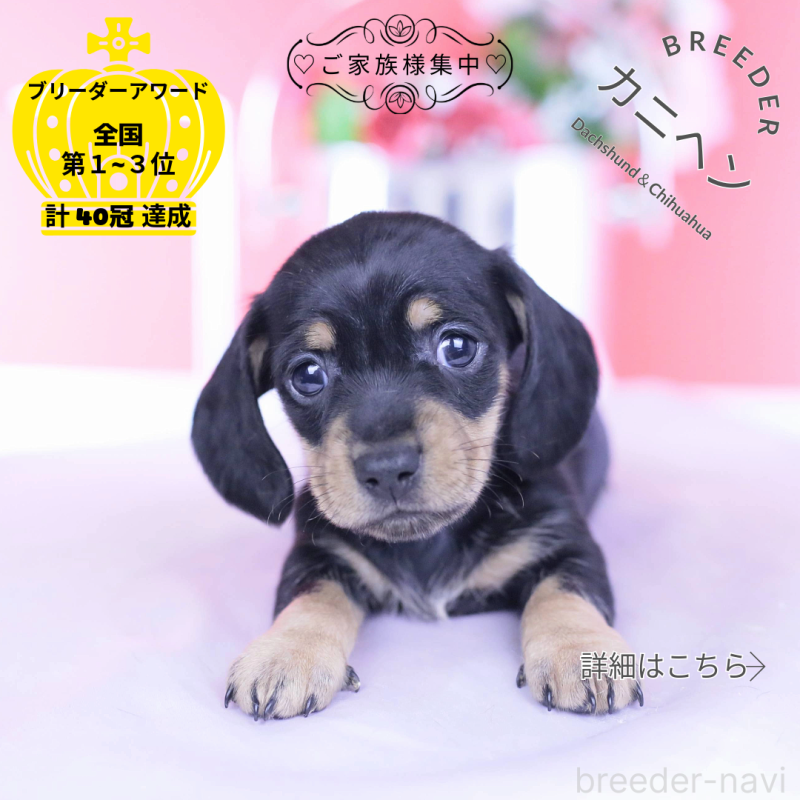 販売中の愛知県のカニンヘンダックスフンド(スムースヘアード)-437318