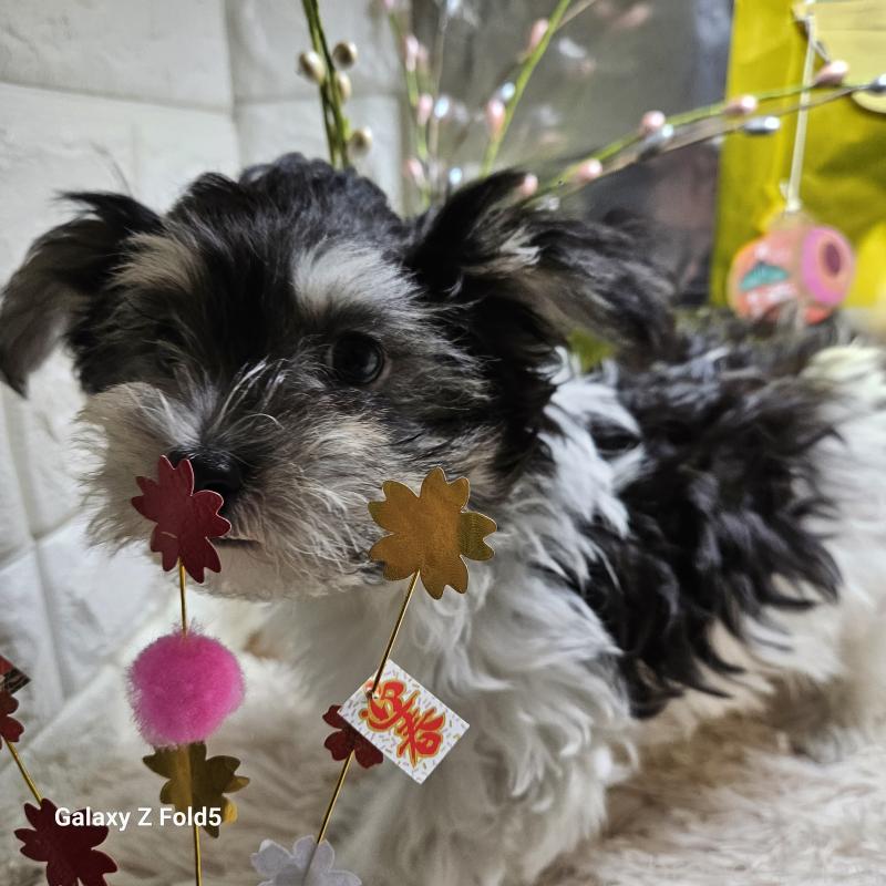 販売中の愛知県のチワマル:チワワ×マルチーズ-432108の8枚目