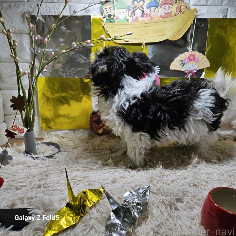 販売中の愛知県のチワマル:チワワ×マルチーズ-432108の7枚目