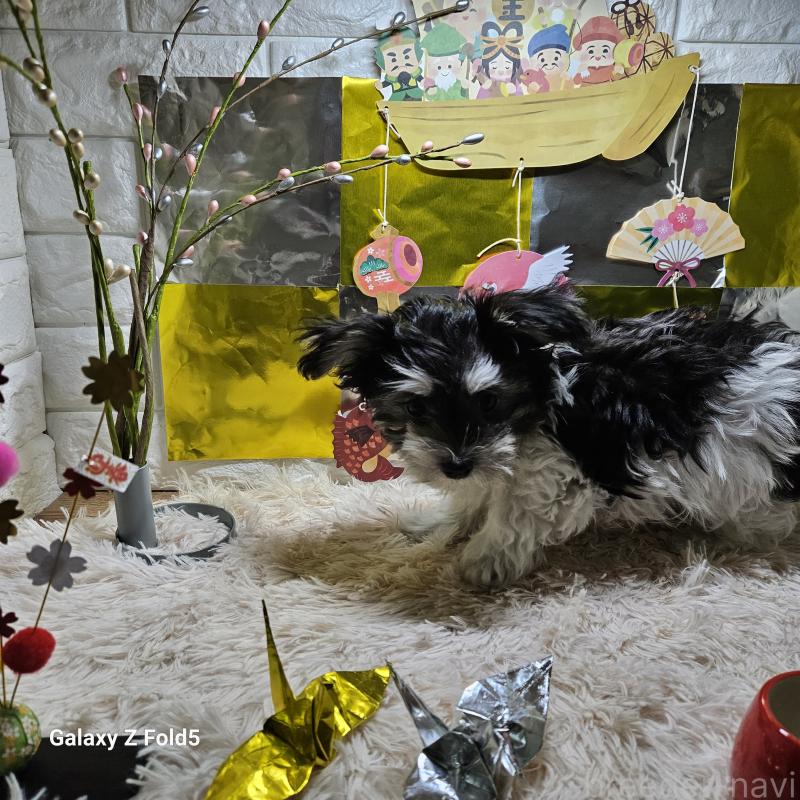 販売中の愛知県のチワマル:チワワ×マルチーズ-432108の6枚目