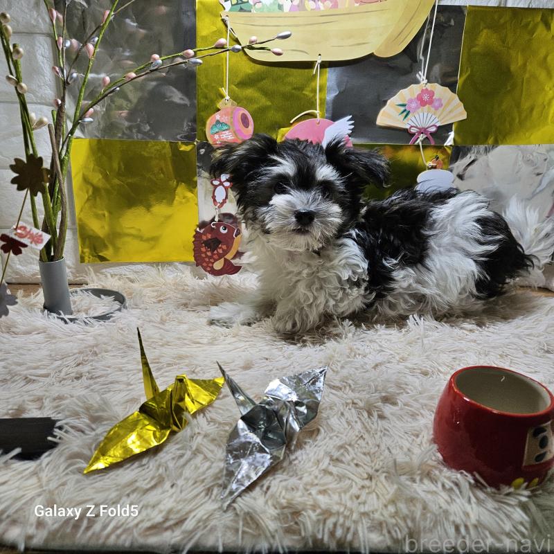 販売中の愛知県のチワマル:チワワ×マルチーズ-432108の5枚目