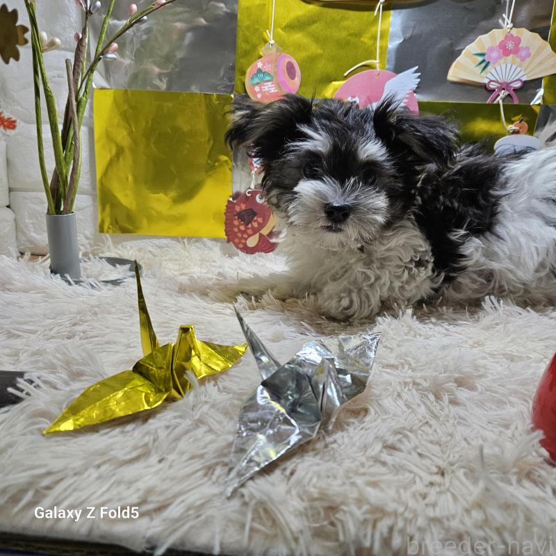 販売中の愛知県のチワマル:チワワ×マルチーズ-432108の4枚目