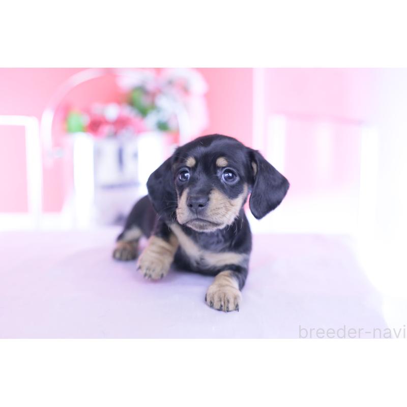 販売中の愛知県のカニンヘンダックスフンド(スムースヘアード)-437319の14枚目