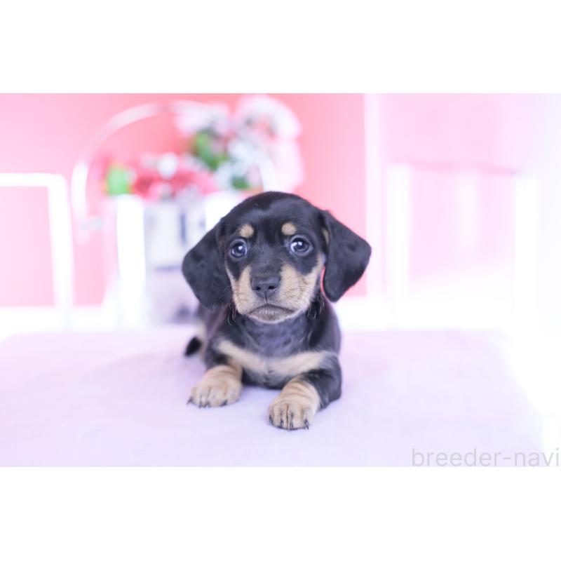 販売中の愛知県のカニンヘンダックスフンド(スムースヘアード)-437319の13枚目