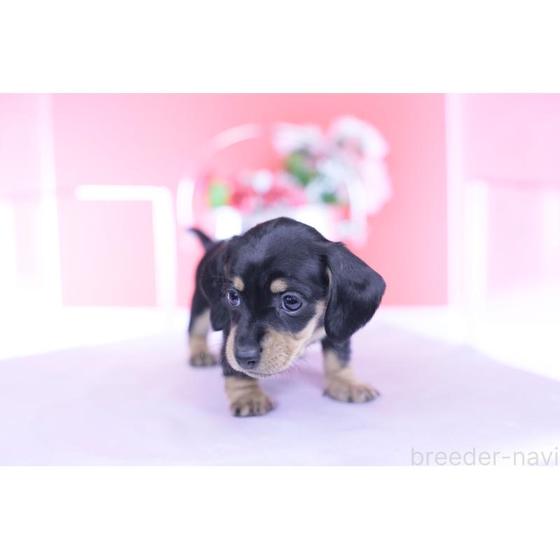 販売中の愛知県のカニンヘンダックスフンド(スムースヘアード)-437319の12枚目