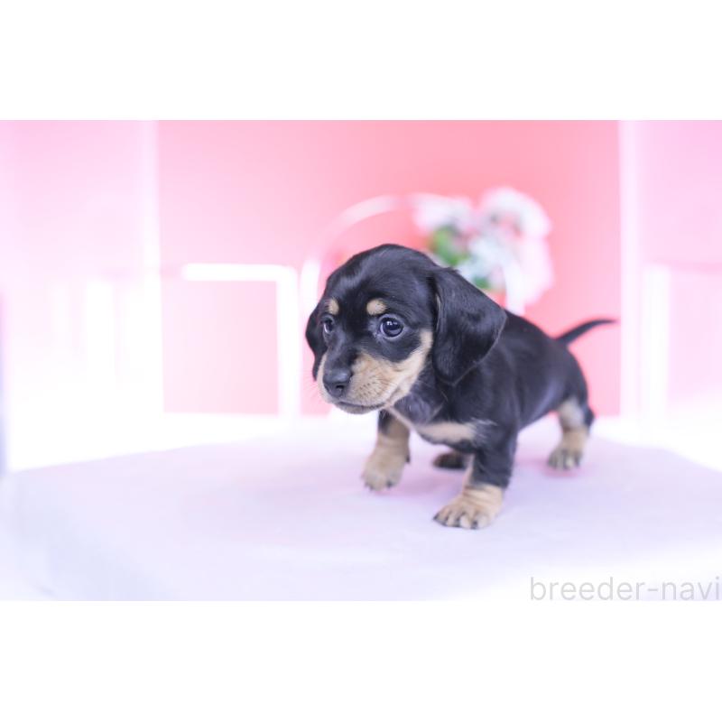 販売中の愛知県のカニンヘンダックスフンド(スムースヘアード)-437319の11枚目