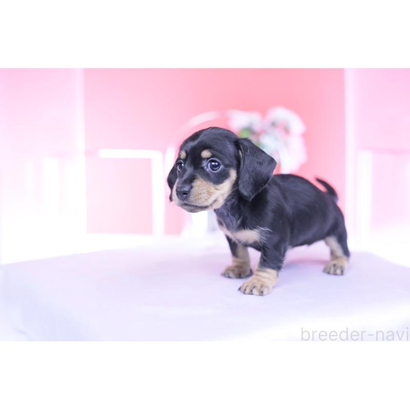 販売中の愛知県のカニンヘンダックスフンド(スムースヘアード)-437319の10枚目