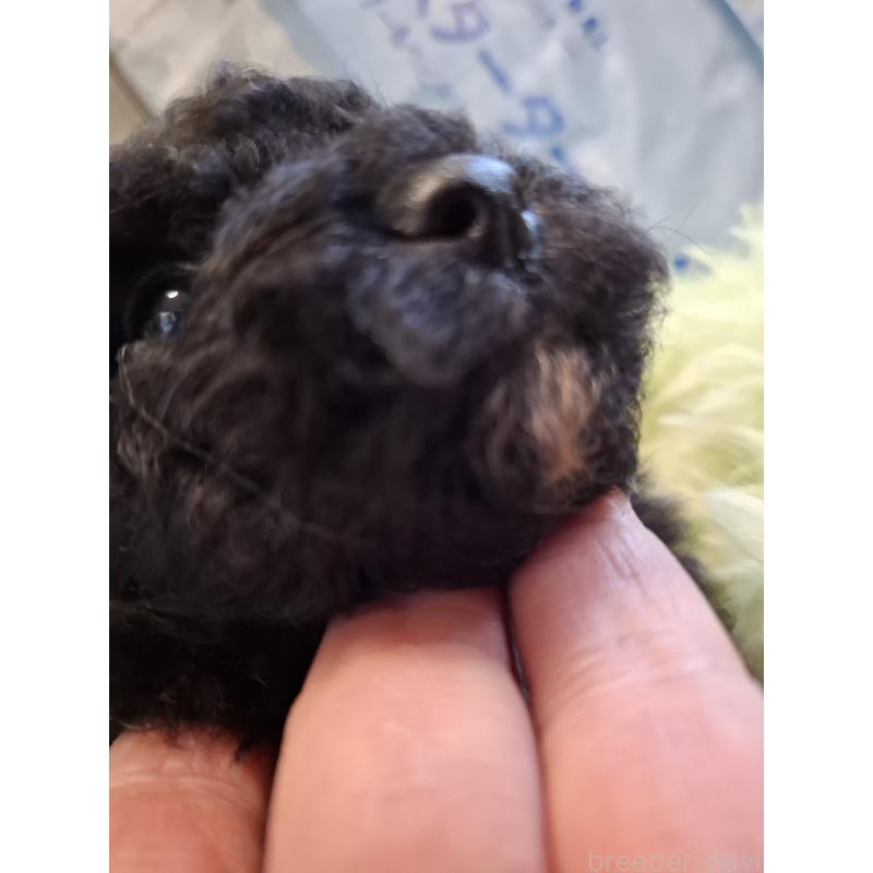 販売中の群馬県のミックス犬-437320の6枚目