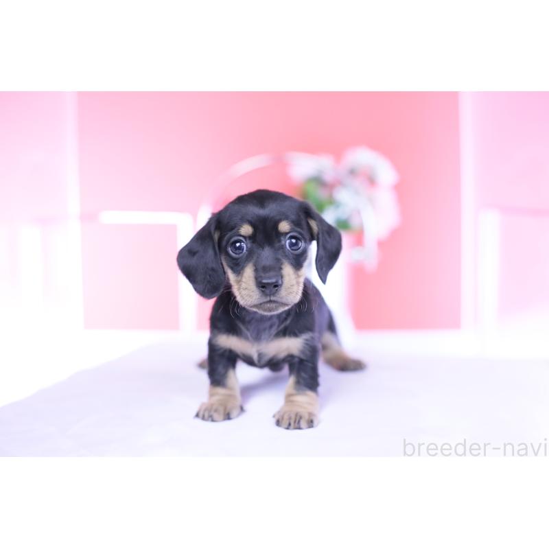 販売中の愛知県のカニンヘンダックスフンド(スムースヘアード)-437319の8枚目