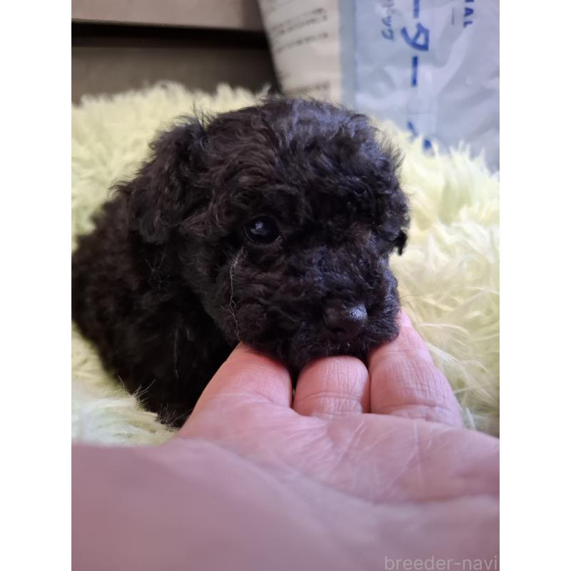 販売中の群馬県のミックス犬-437320の5枚目