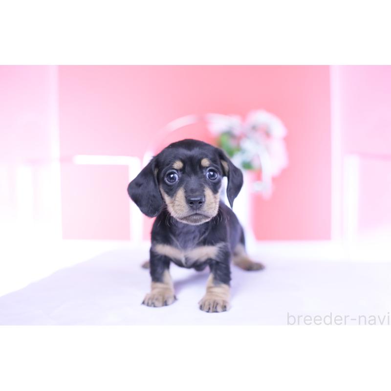 販売中の愛知県のカニンヘンダックスフンド(スムースヘアード)-437319の7枚目