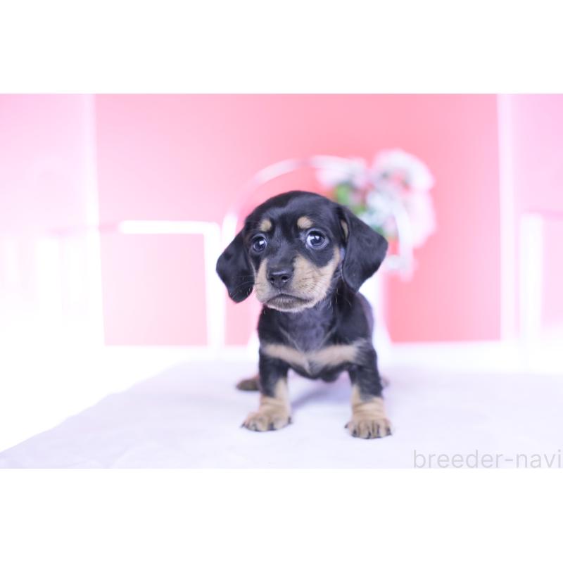 販売中の愛知県のカニンヘンダックスフンド(スムースヘアード)-437319の6枚目