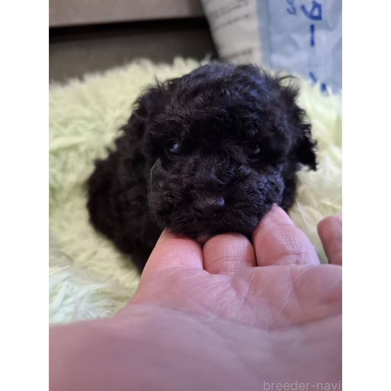 販売中の群馬県のミックス犬-437320の3枚目