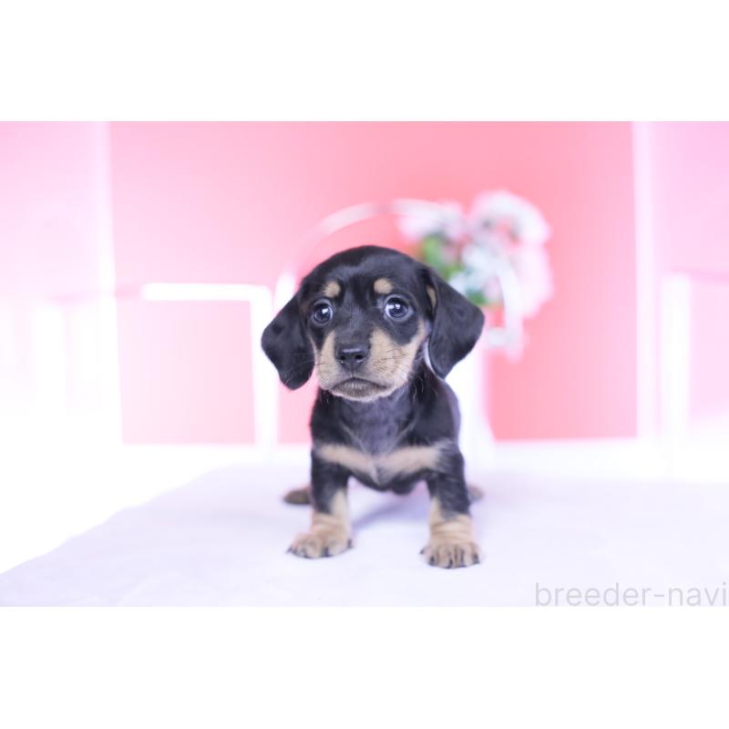 販売中の愛知県のカニンヘンダックスフンド(スムースヘアード)-437319の5枚目