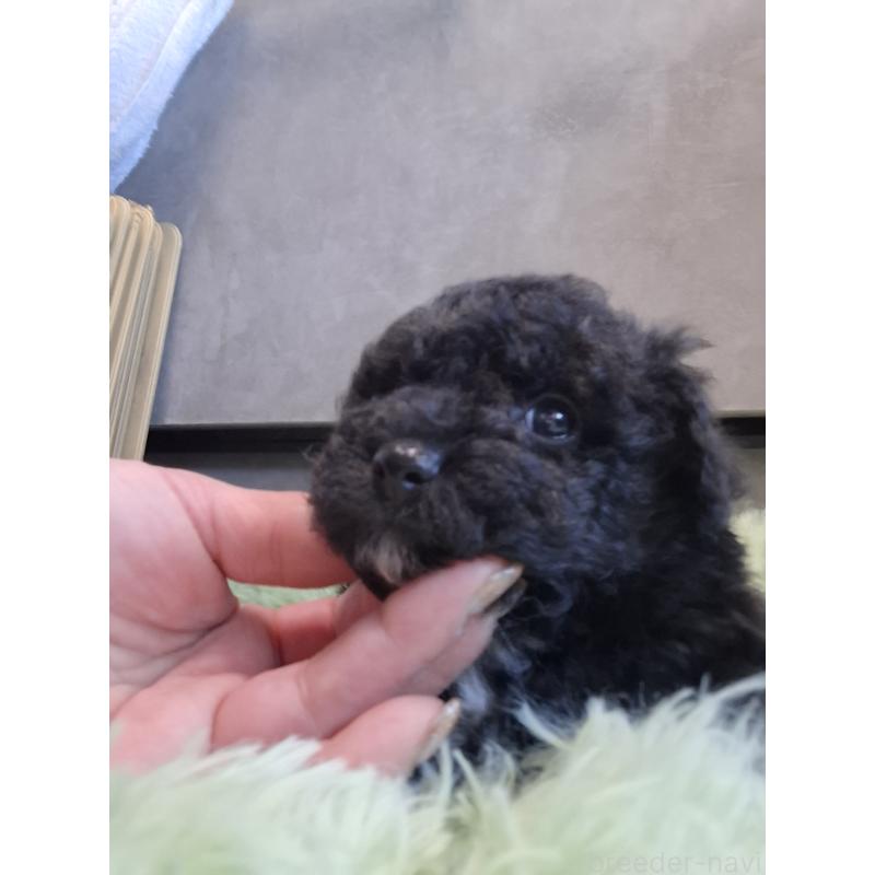 販売中の群馬県のミックス犬-437320の2枚目