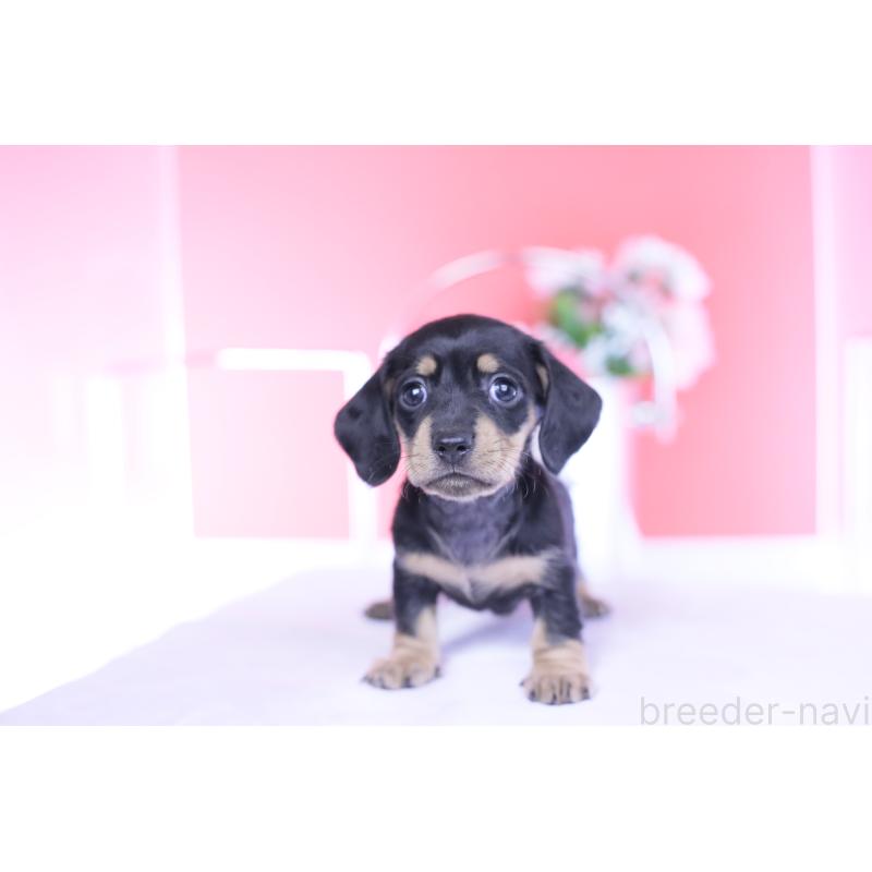 販売中の愛知県のカニンヘンダックスフンド(スムースヘアード)-437319の4枚目