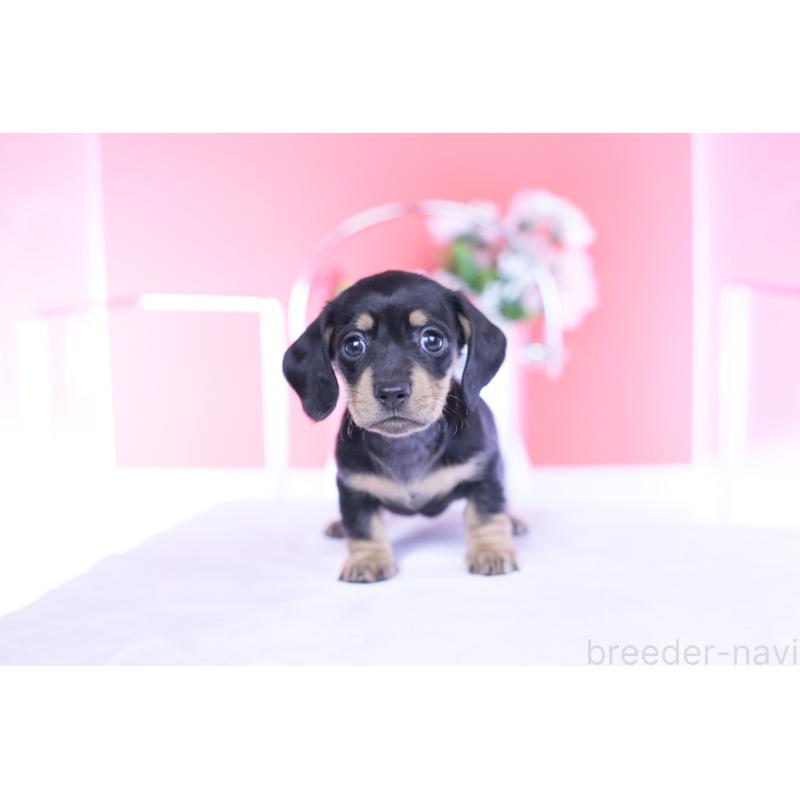 販売中の愛知県のカニンヘンダックスフンド(スムースヘアード)-437319の3枚目