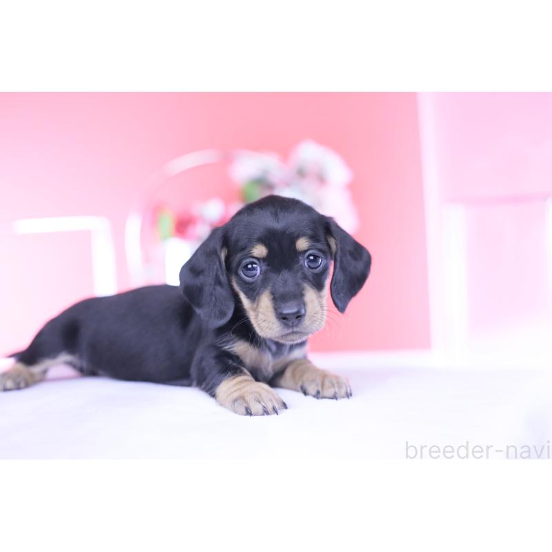 販売中の愛知県のカニンヘンダックスフンド(スムースヘアード)-437319の2枚目