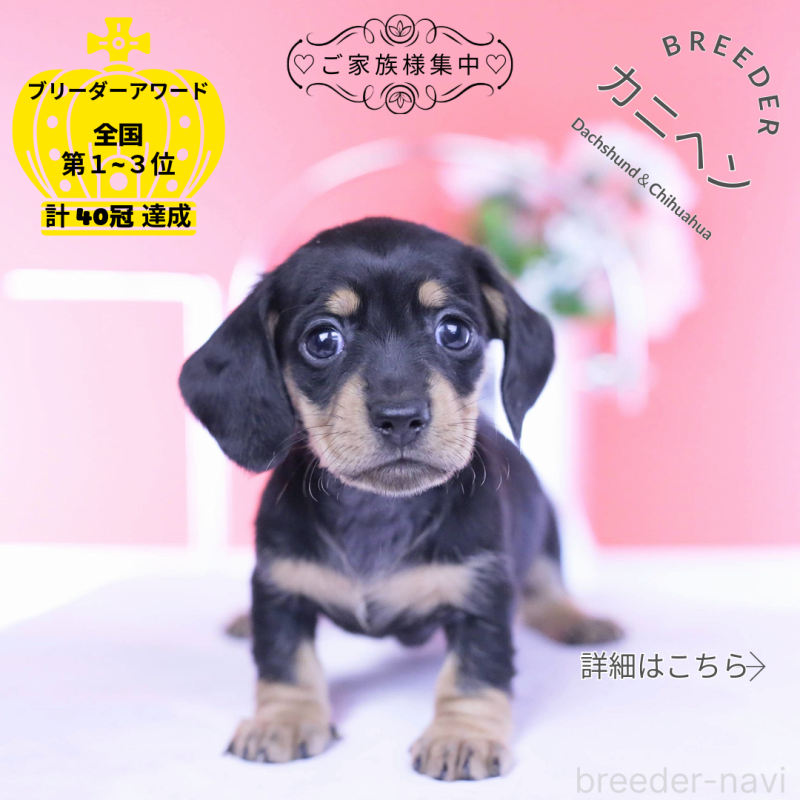 販売中の愛知県のカニンヘンダックスフンド(スムースヘアード)-437319