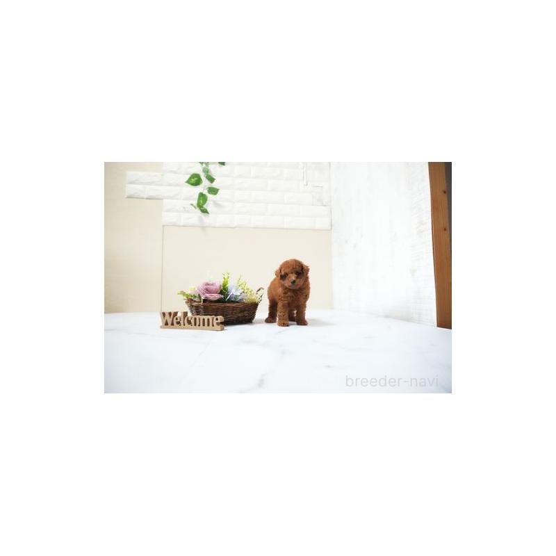 販売中の滋賀県のタイニープードル-437324