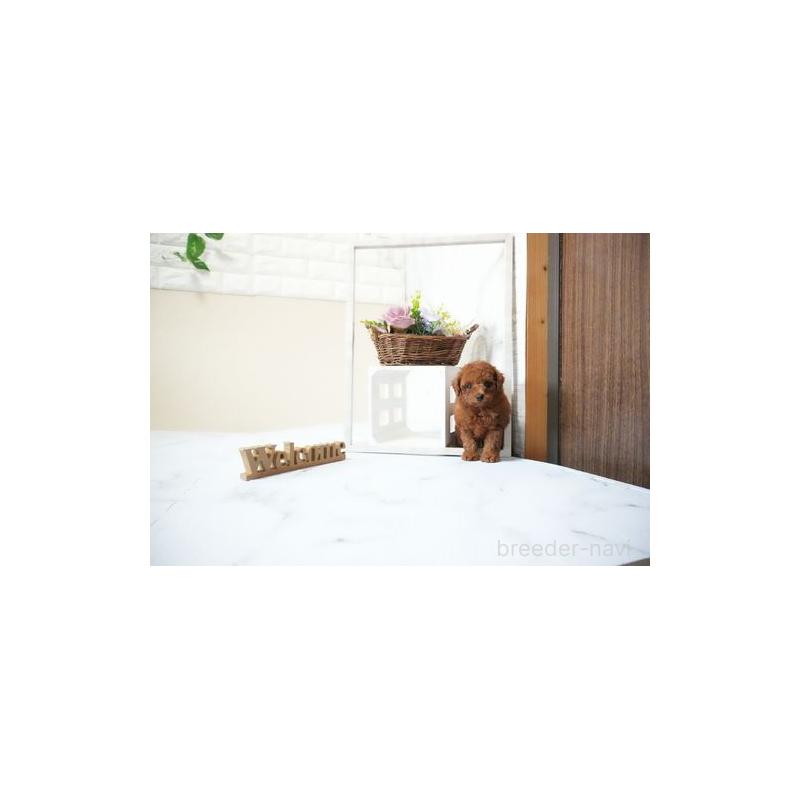 販売中の滋賀県のタイニープードル-437324の5枚目