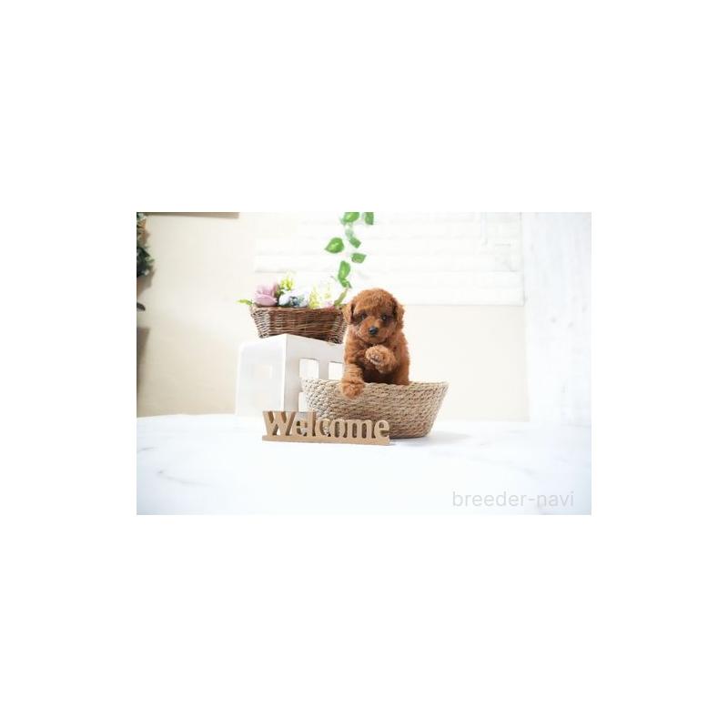 販売中の滋賀県のタイニープードル-437324の3枚目