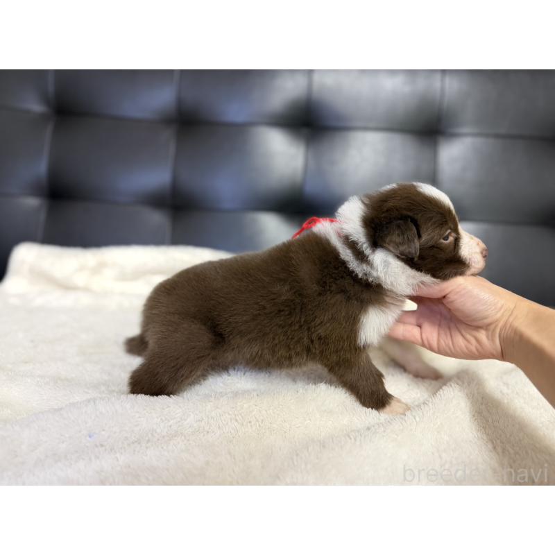 販売中の愛知県のボーダーコリー-437321の5枚目