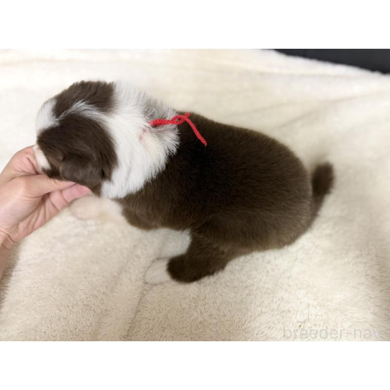 販売中の愛知県のボーダーコリー-437321の4枚目